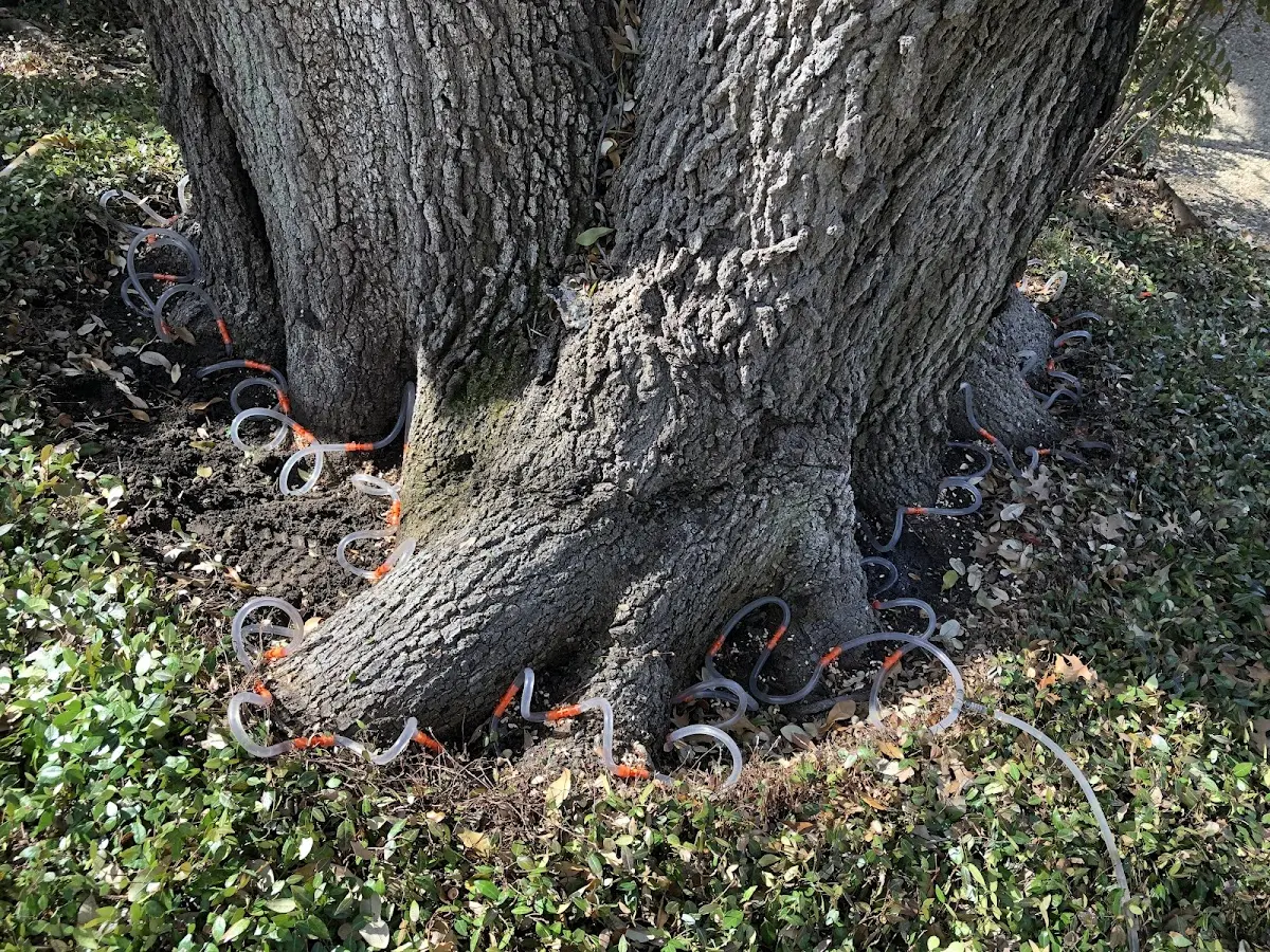 Detailed Tree Cabling and Bracing job site in Abita Springs