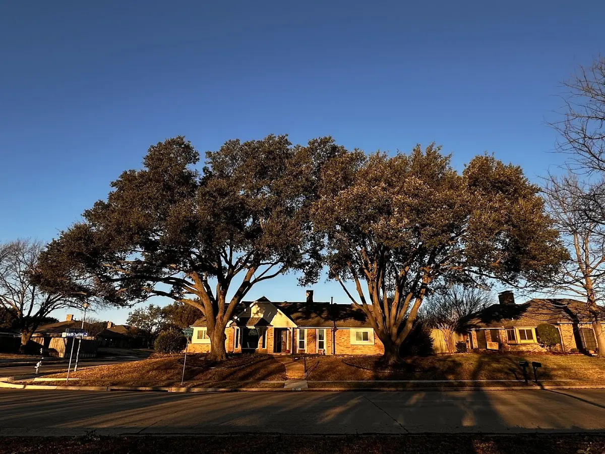 Established residential canopy tree shading a home in Abita Springs